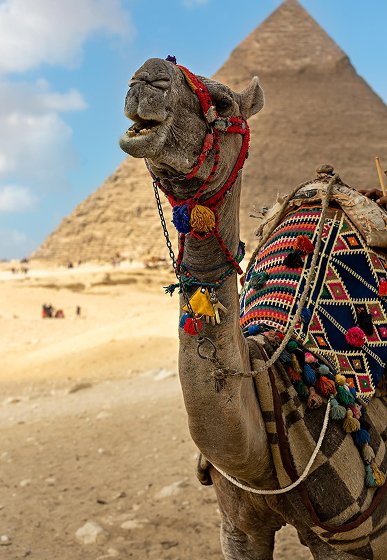 camel-in-front-of-the-pyramids